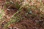 Beaked panicgrass